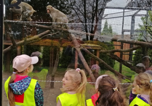 Dzieci oglądają małpy